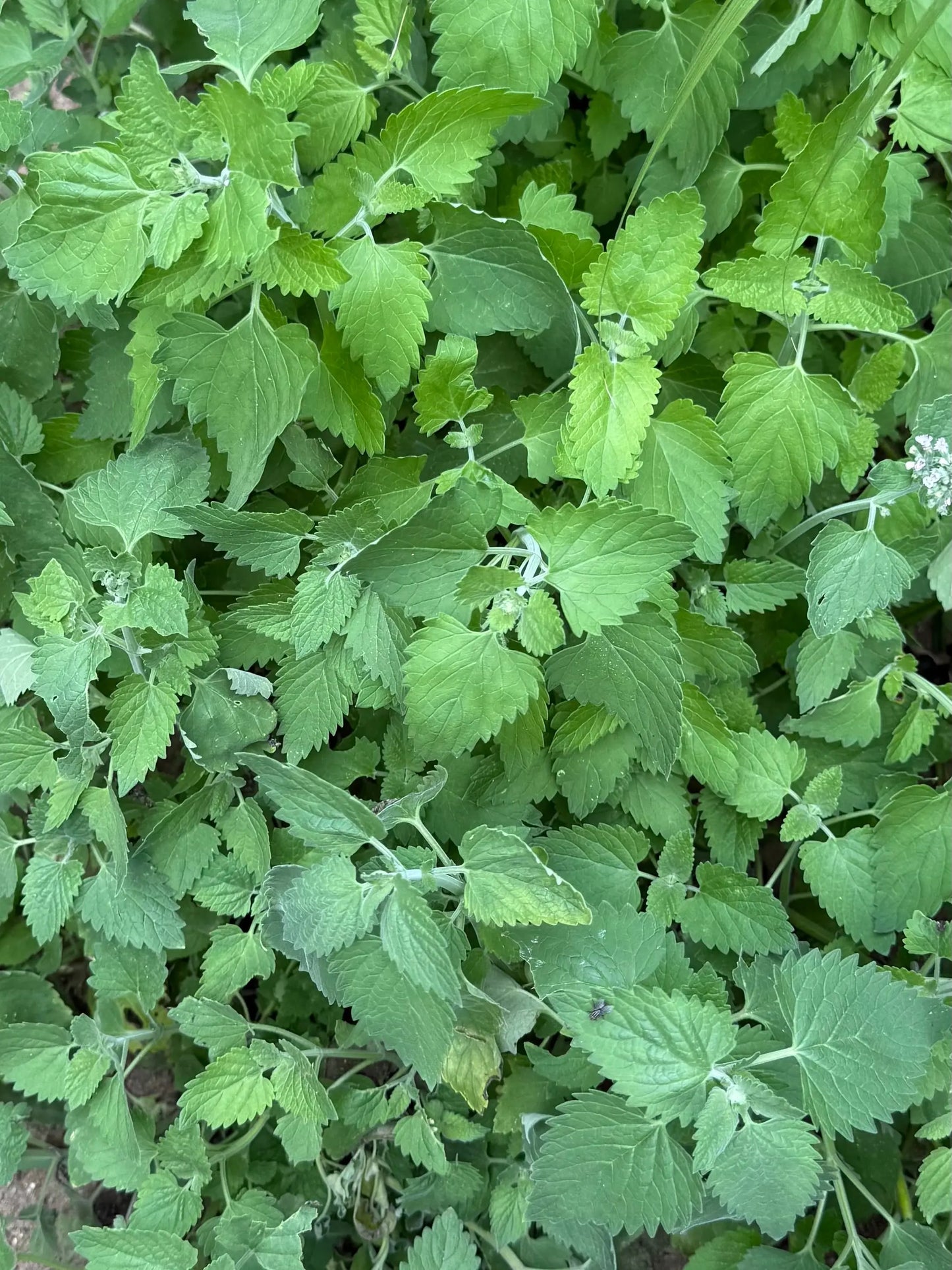 Homegrown Dried All Natural Catnip The Earthly Vine