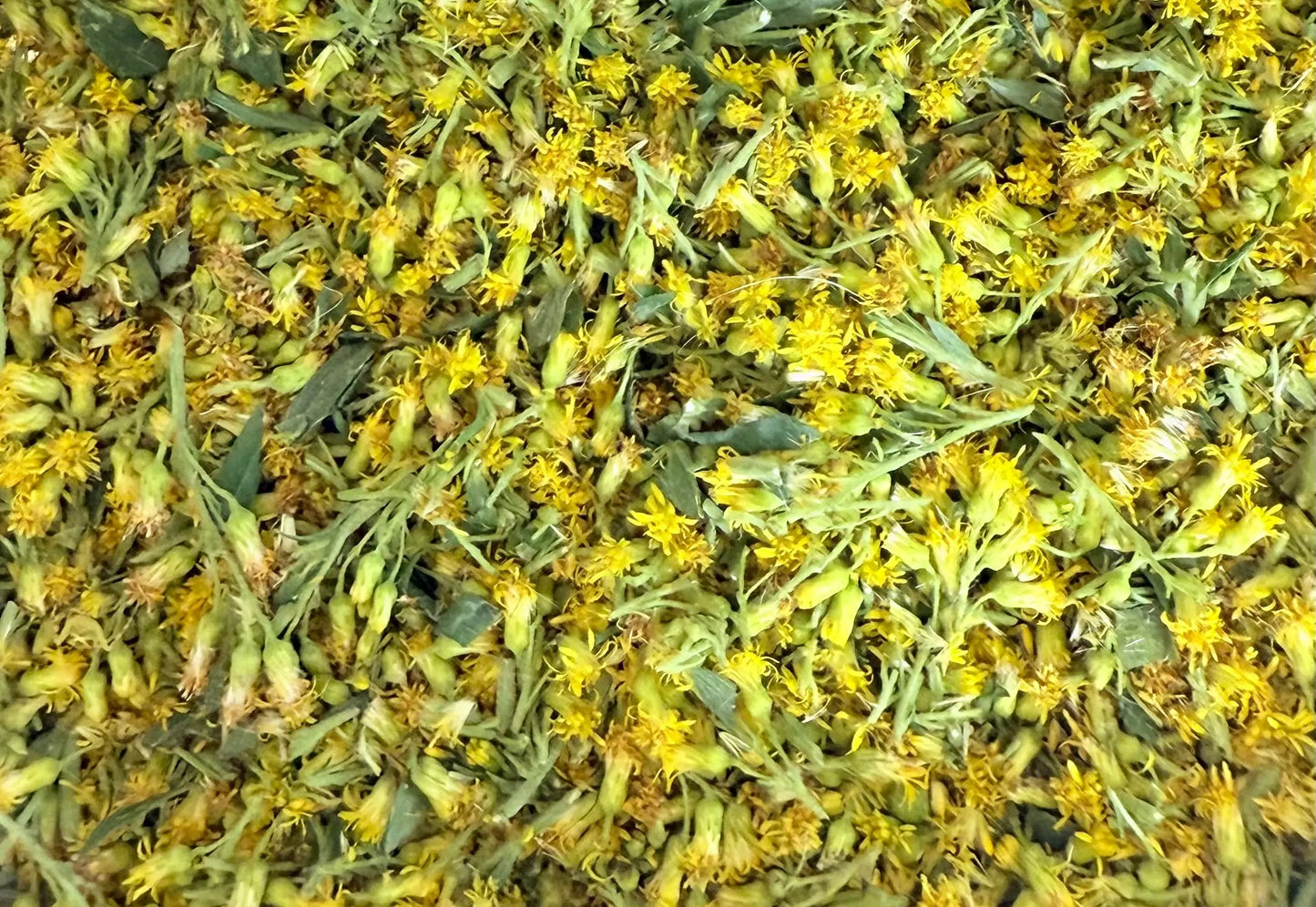 Dried Organic Wild Grown Goldenrod The Earthly Vine