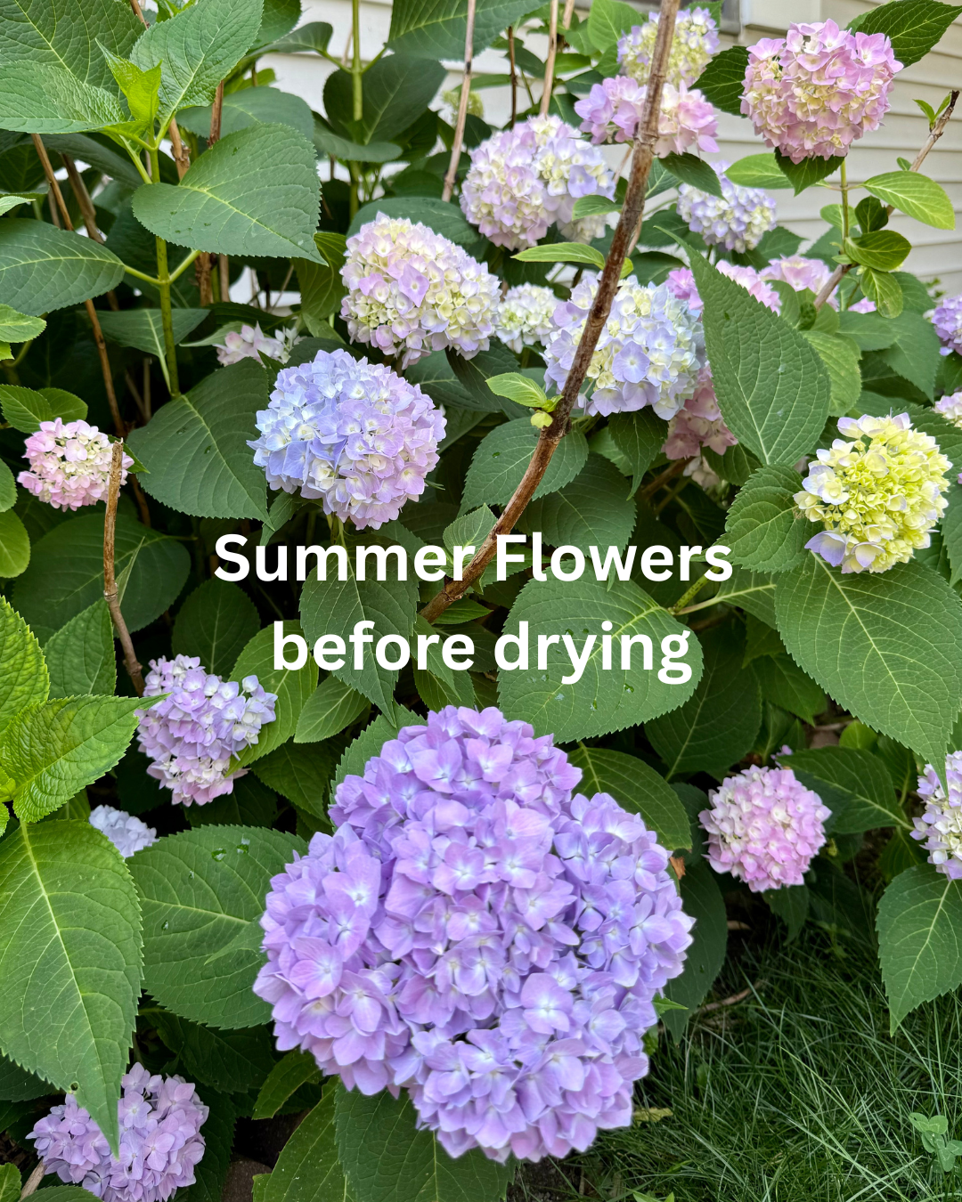 Dried Hydrangea Flowers in Purple & Green – Natural Home Decor The Earthly Vine