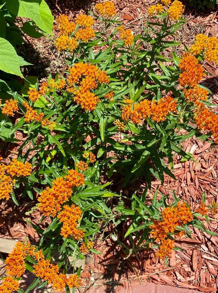 evmlookbook_expertvillagemedia