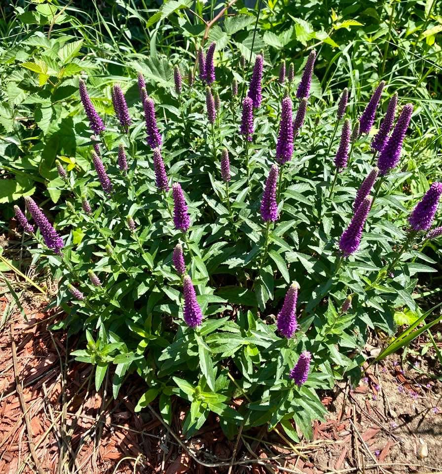 evmlookbook_expertvillagemedia