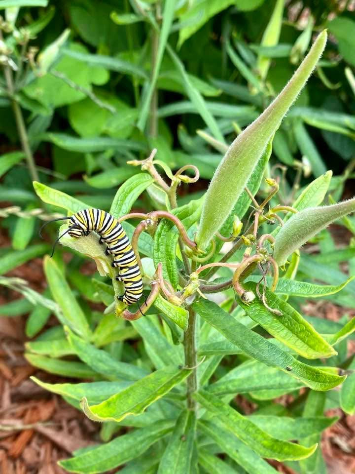 evmlookbook_expertvillagemedia