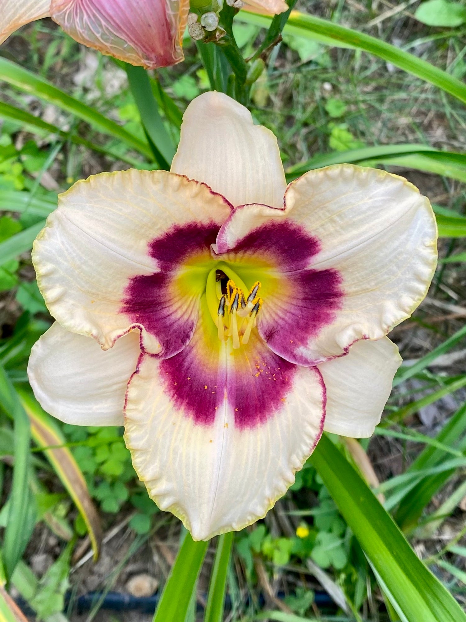 evmlookbook_expertvillagemedia