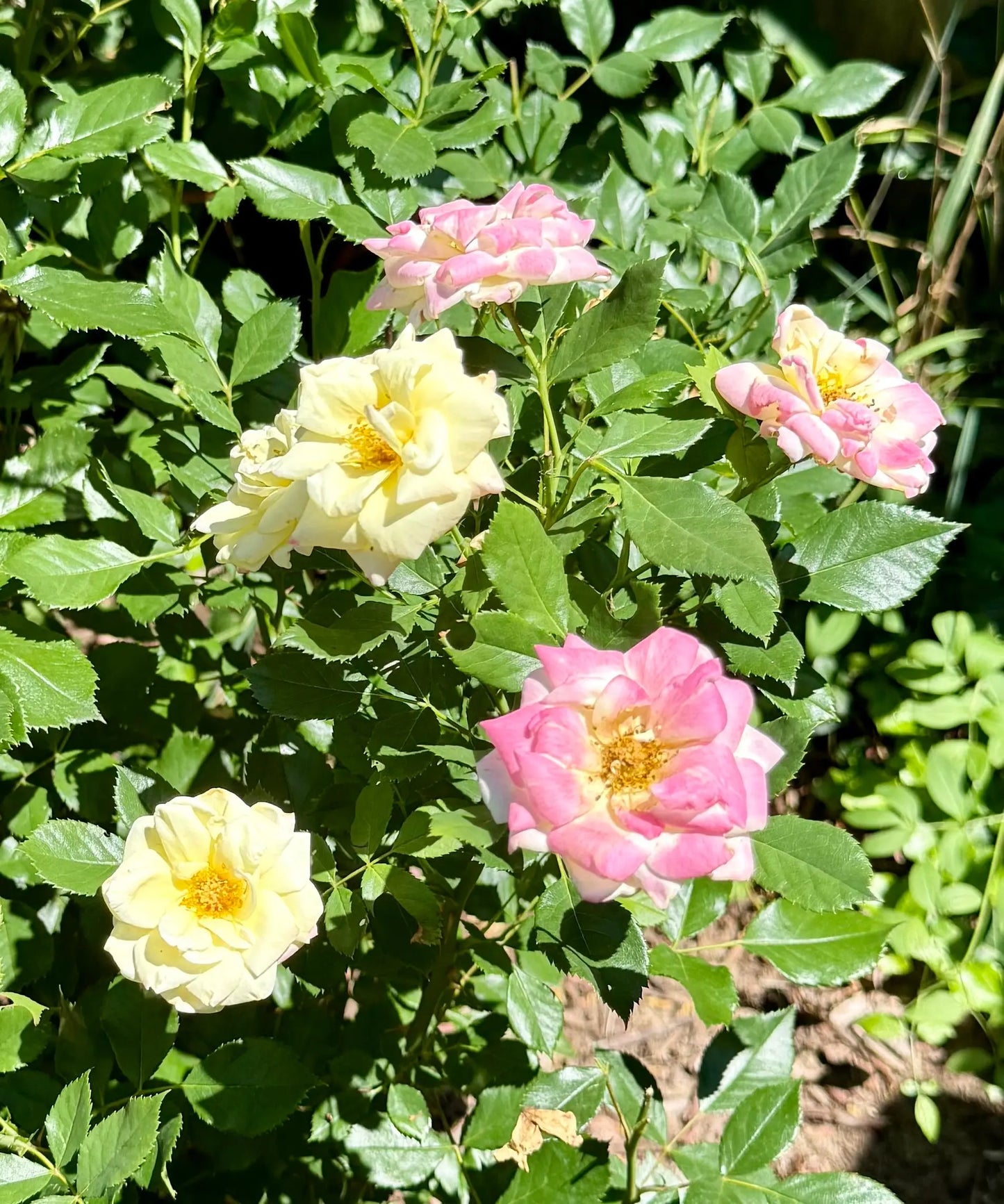 Organic Rose Hydrosol Mist The Earthly Vine