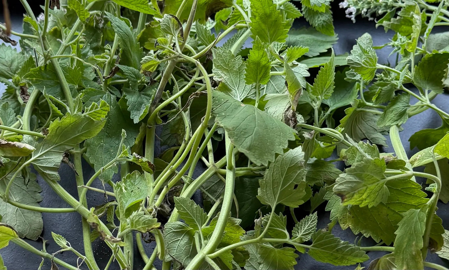 Homegrown Dried All Natural Catnip The Earthly Vine