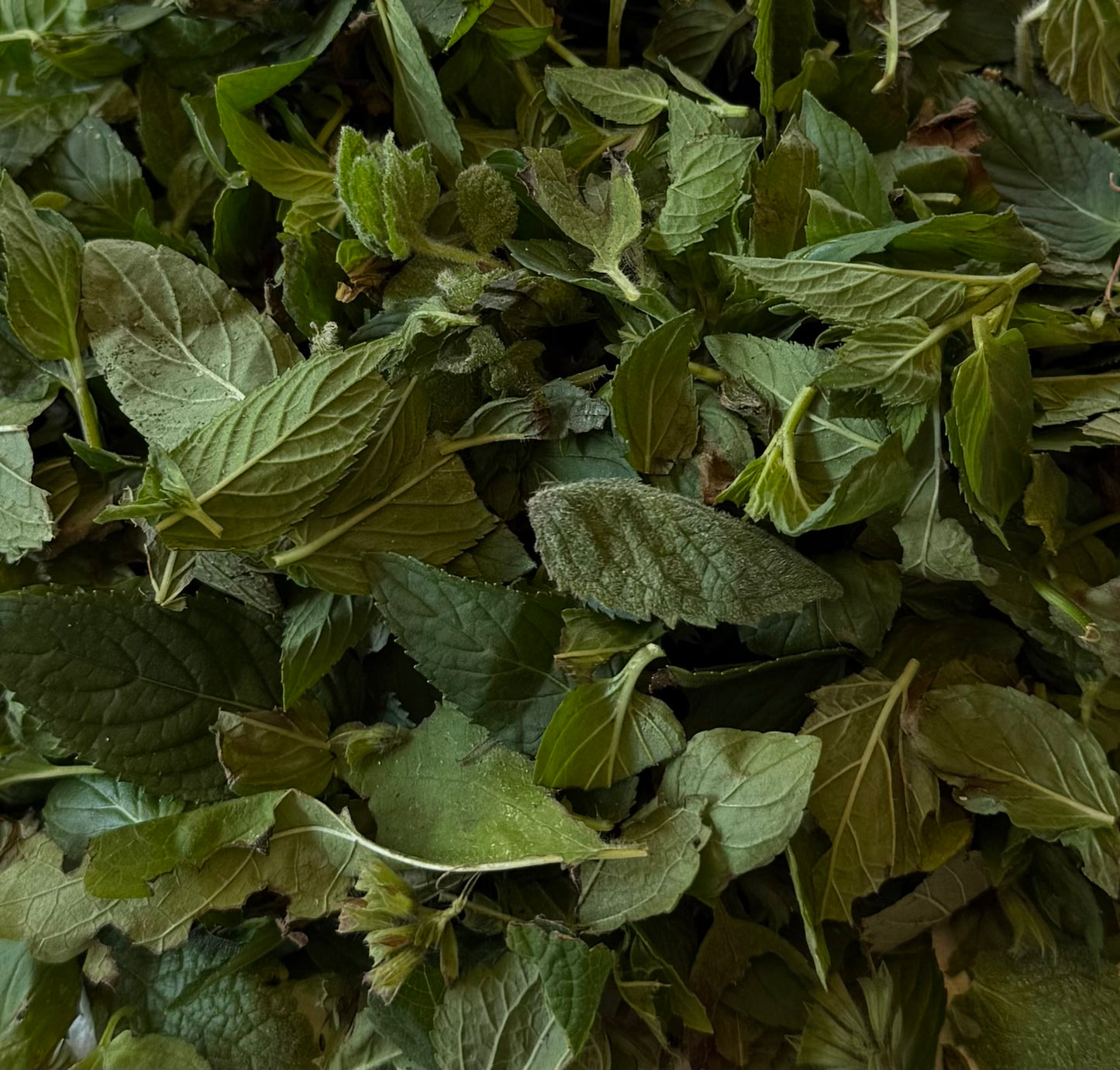 Mixed Mint Hyrdosol Mist The Earthly Vine