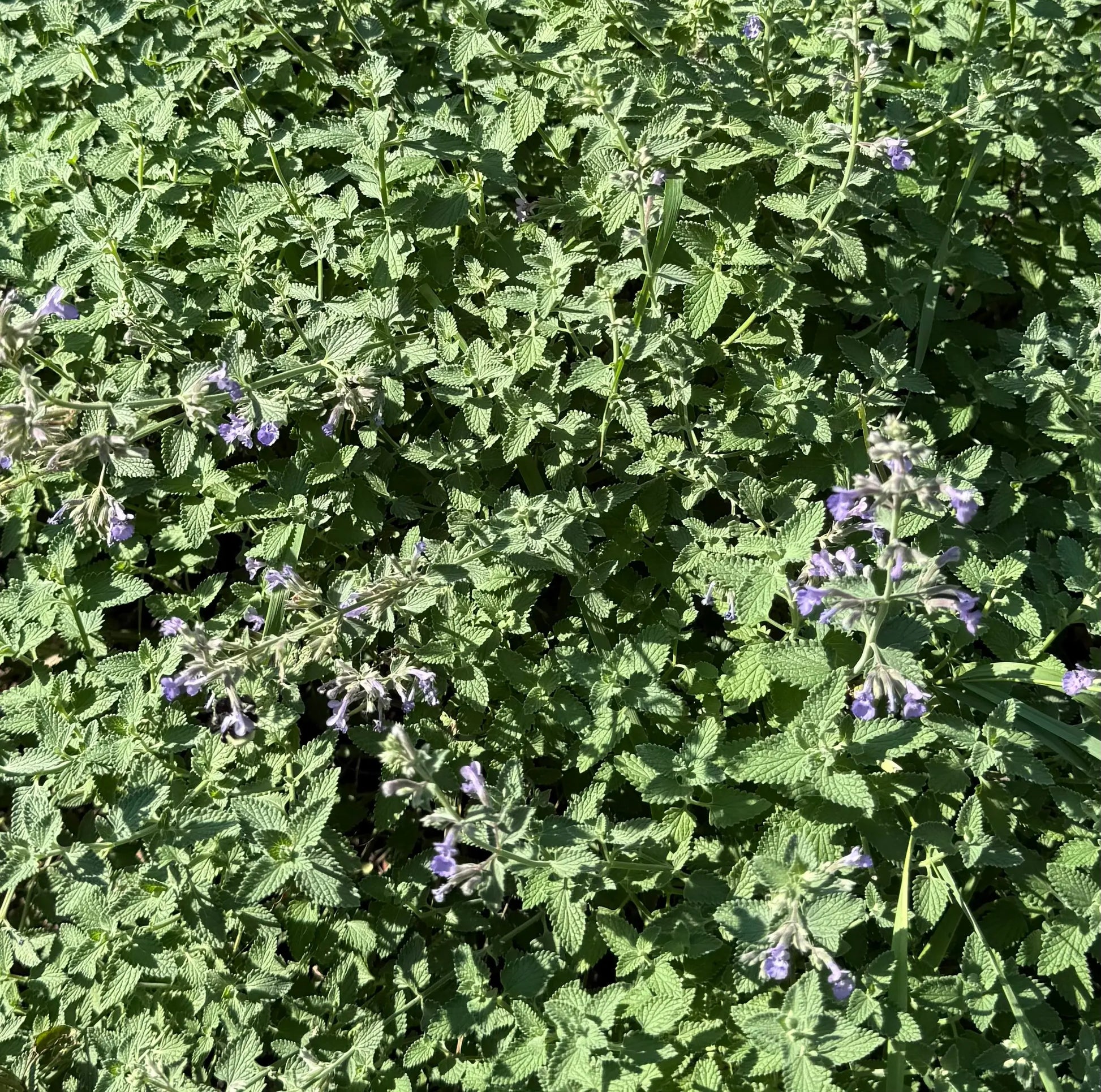 All Natural Homegrown Catmint The Earthly Vine