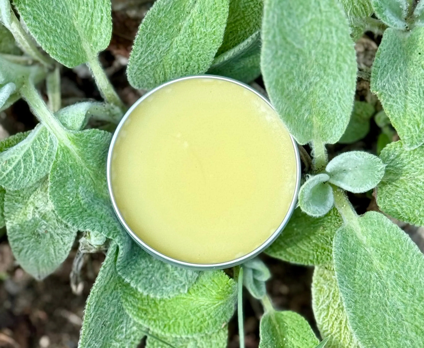 All Natural Lamb's Ear Salve The Earthly Vine