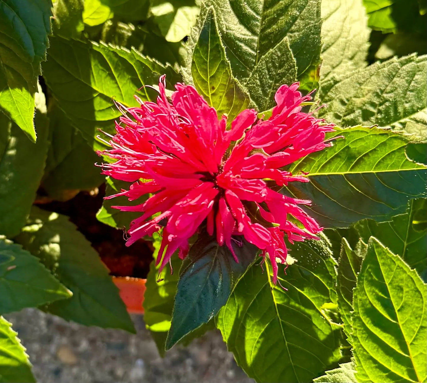 Bee Balm and Eucalyptus Shower Steamer The Earthly Vine