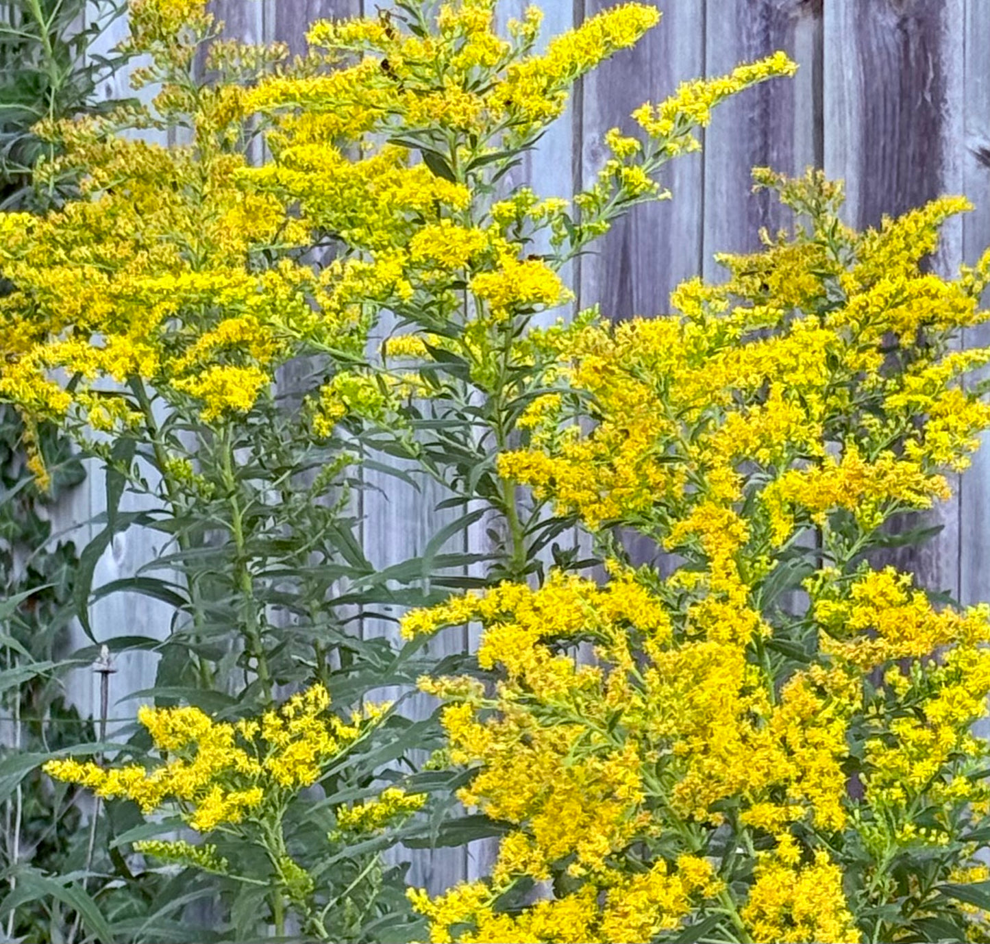 Dried Organic Wild Grown Goldenrod The Earthly Vine