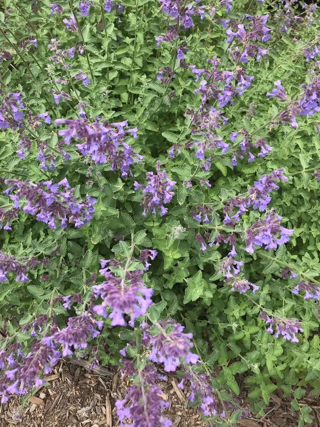 All Natural Homegrown Catmint The Earthly Vine