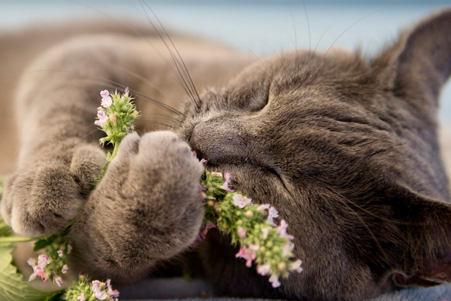 Homegrown Dried All Natural Catnip The Earthly Vine