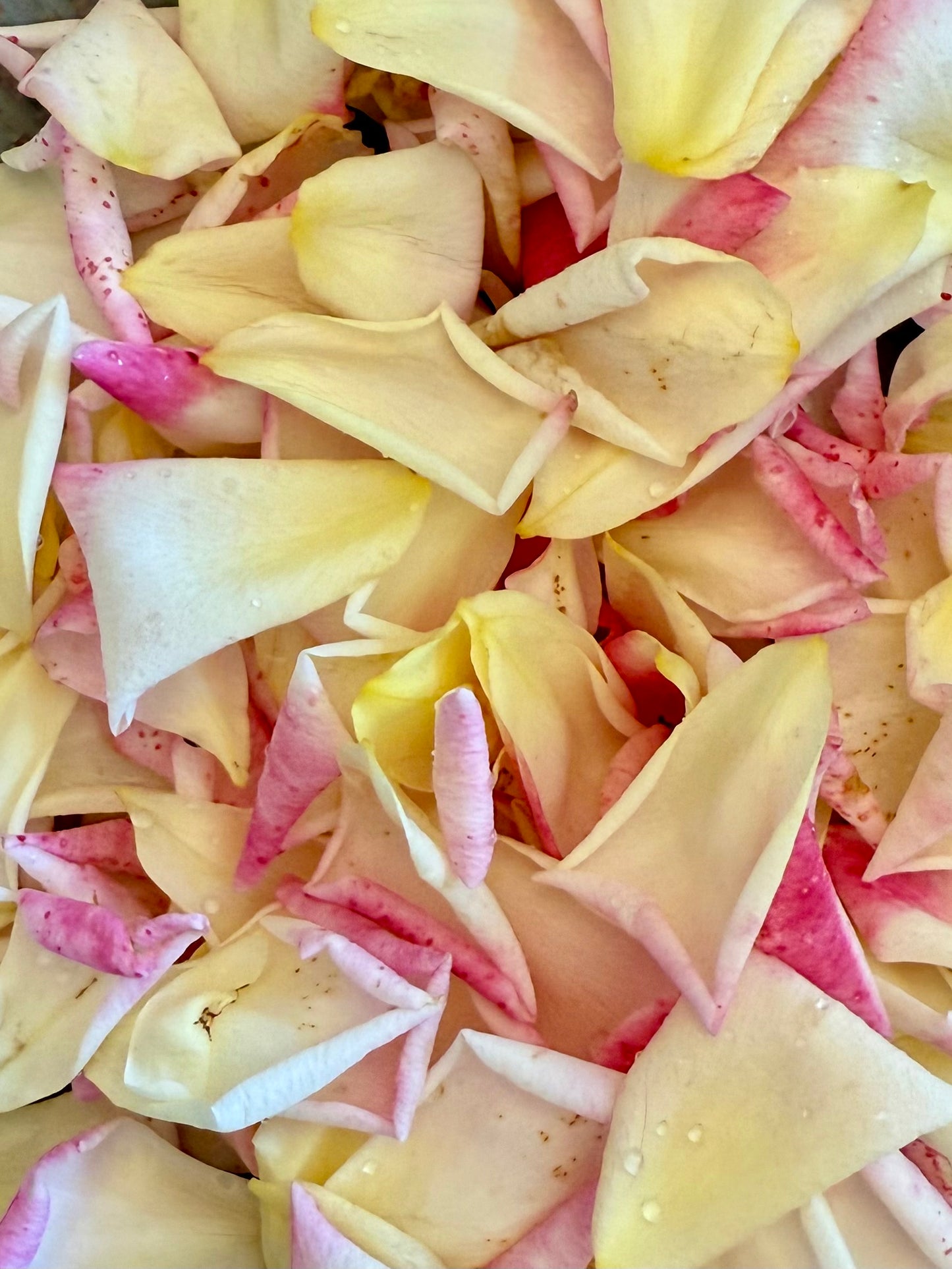 Sweet Cream and Honeyed Rose Soap The Earthly Vine