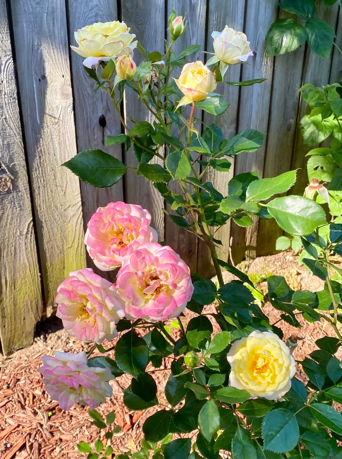 Organic Rose Hydrosol Mist The Earthly Vine