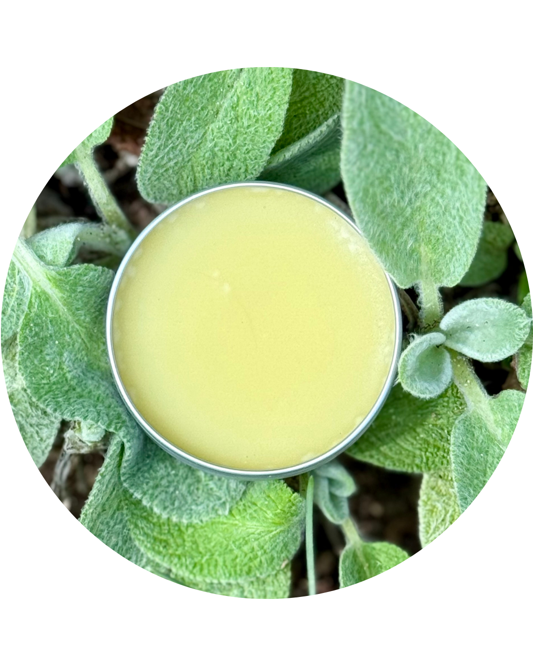 All Natural Lamb's Ear Salve The Earthly Vine
